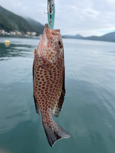 オオモンハタの釣果