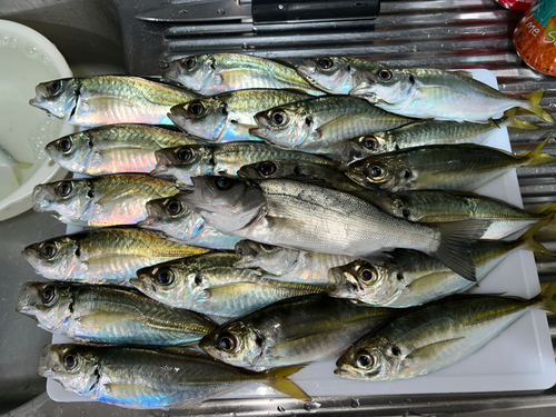 アジの釣果