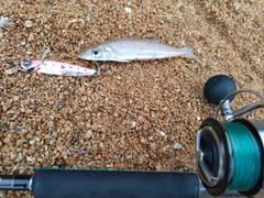 キスの釣果