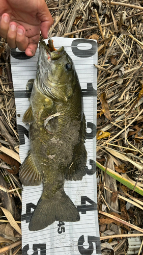 スモールマウスバスの釣果