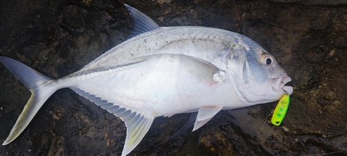 ロウニンアジの釣果