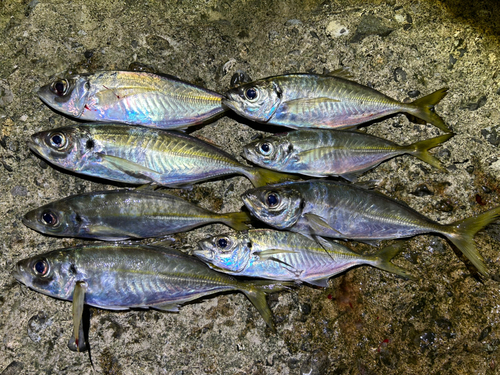 アジの釣果