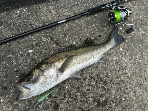 スズキの釣果