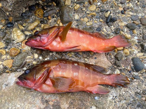 アカハタの釣果