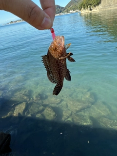 オオモンハタの釣果