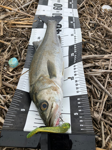 フッコ（マルスズキ）の釣果