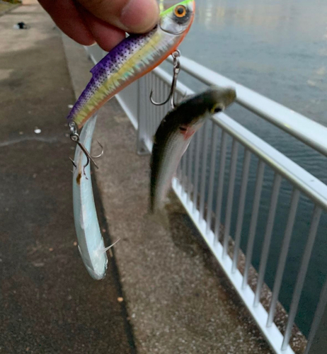 コノシロの釣果