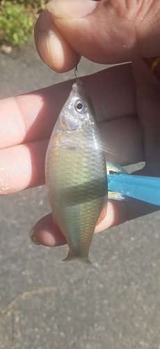 ヤリタナゴの釣果