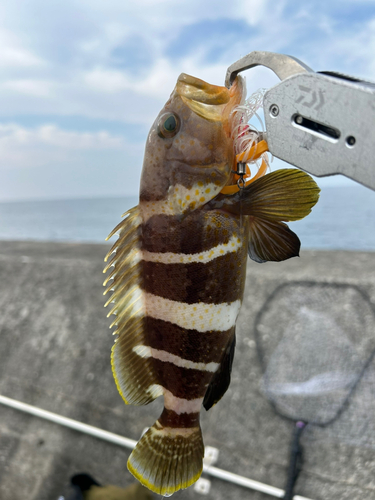 アオハタの釣果