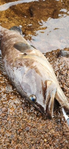 アラの釣果