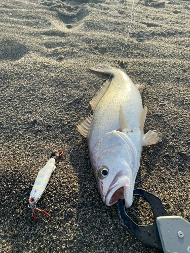 ニベの釣果