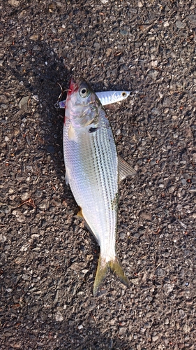 コノシロの釣果