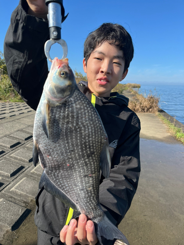 ダントウボウの釣果