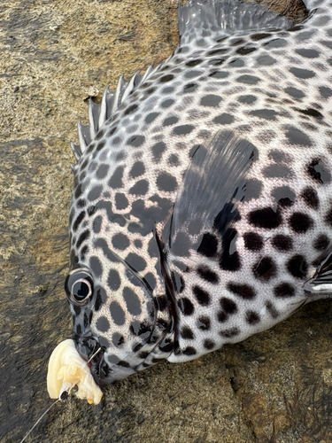 イシガキダイの釣果