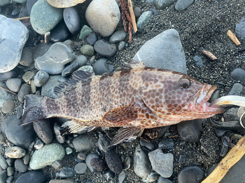 オオモンハタの釣果