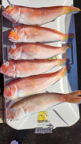 アマダイの釣果