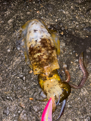 アオリイカの釣果