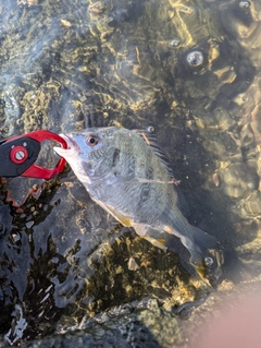 キビレの釣果