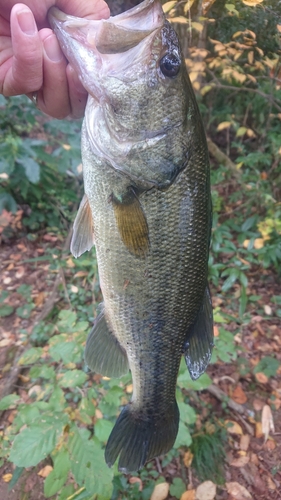 ラージマウスバスの釣果