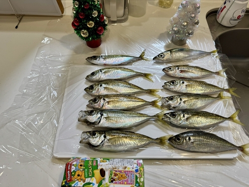 アジの釣果