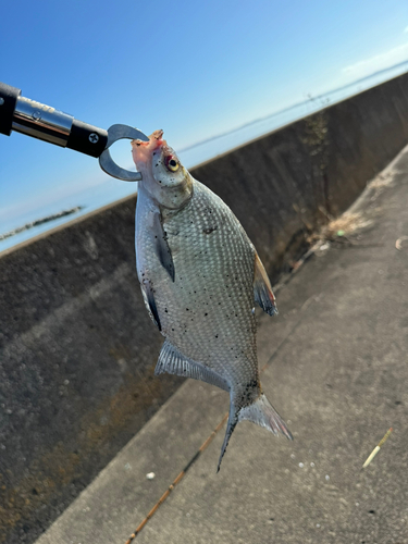 ダントウボウの釣果