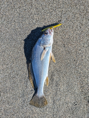 ニベの釣果