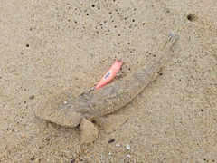 マゴチの釣果