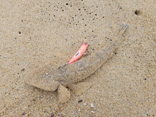 マゴチの釣果