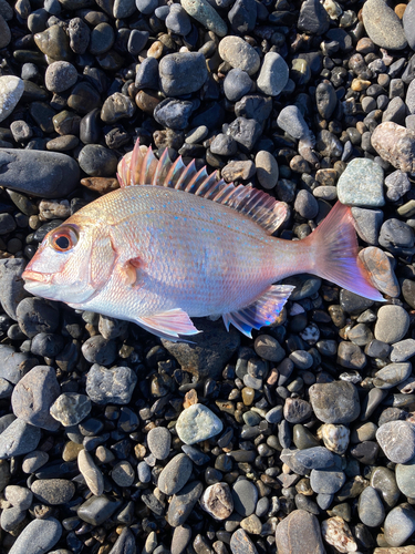 チャリコの釣果