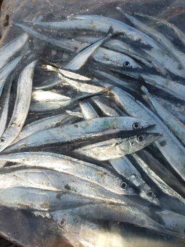 サンマの釣果