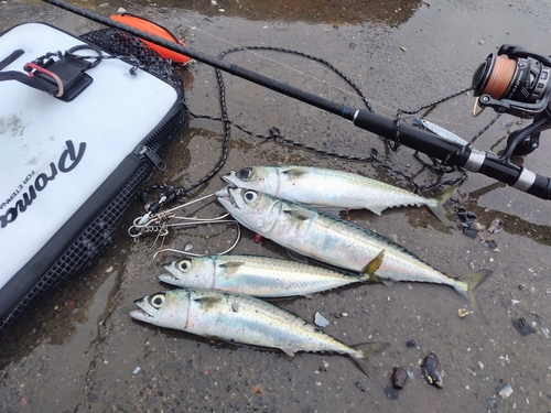 サバの釣果