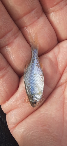 タイリクバラタナゴの釣果