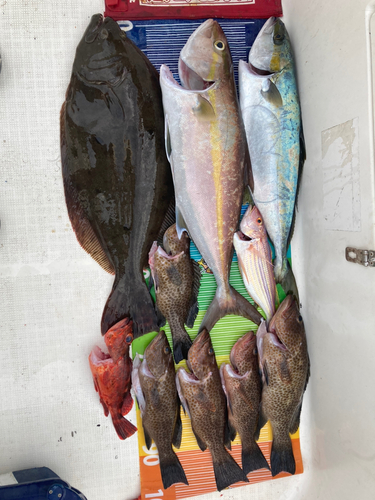 カンパチの釣果