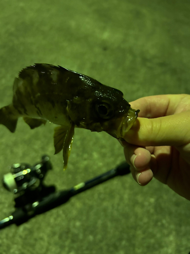 海辺つり公園