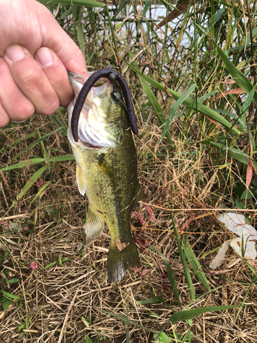 ラージマウスバスの釣果