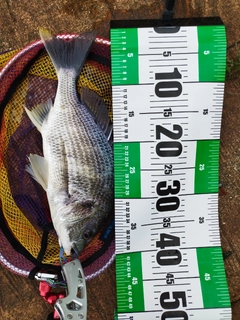 キビレの釣果