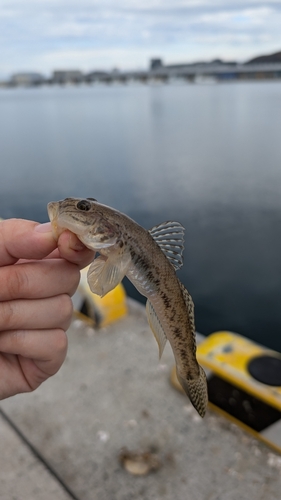 ハゼの釣果