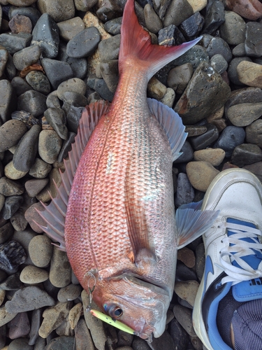 タイの釣果