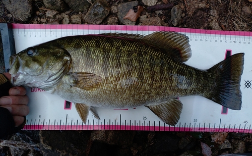 スモールマウスバスの釣果