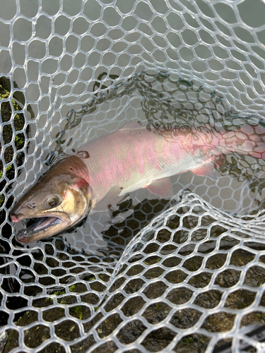 サクラマスの釣果