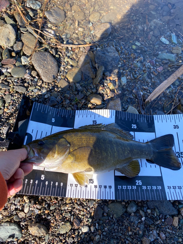 スモールマウスバスの釣果