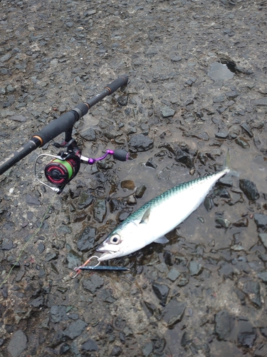 サバの釣果