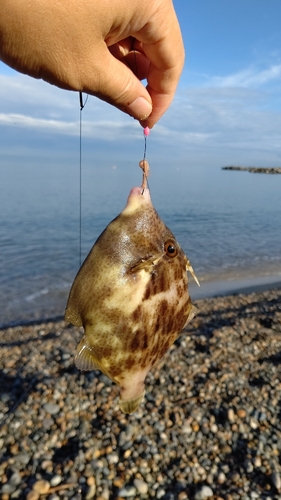 カワハギの釣果