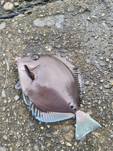 ニザダイの釣果