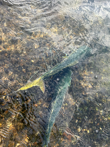 ツバスの釣果