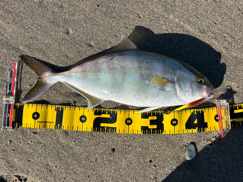 ショゴの釣果