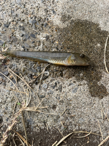 マハゼの釣果