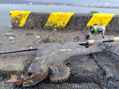 アイナメの釣果