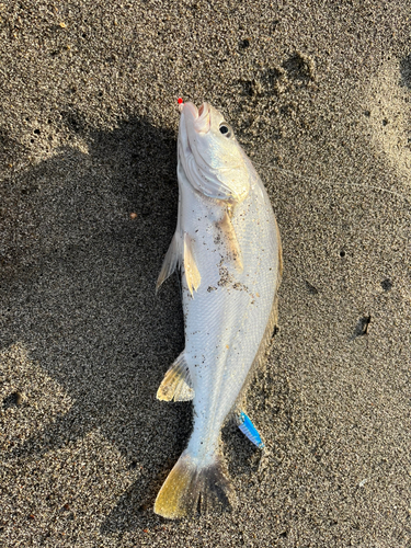 ニベの釣果