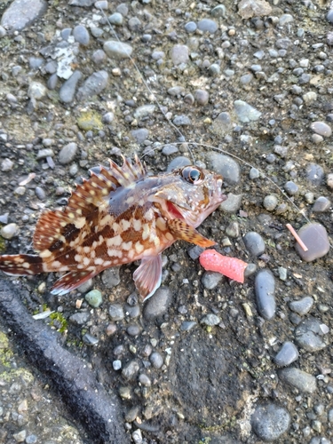 カサゴの釣果